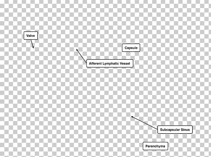 Capsule Of Lymph Node Afferent Lymph Vessel Spleen PNG, Clipart, Angle, Area, Brand, Circle, Diagram Free PNG Download