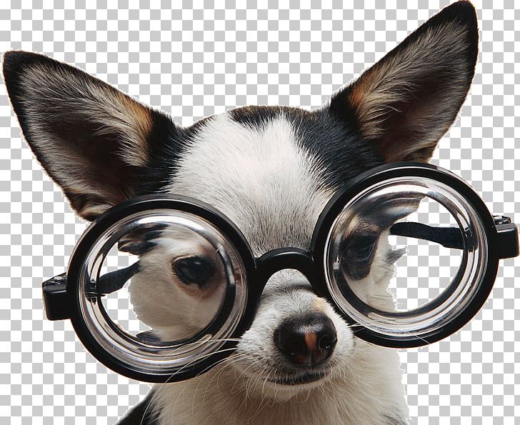 Chihuahua Puppy Glasses Dog Training Dog Breed PNG, Clipart, American Kennel Club, Carnivoran, Chien, Chihuahua, Companion Dog Free PNG Download