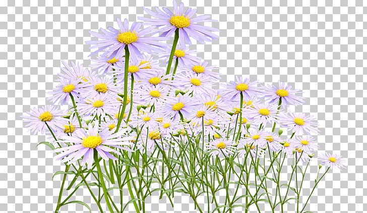 Chrysanthemum Tea Oxeye Daisy Yellow PNG, Clipart, Chamaemelum Nobile, Chrysanthemum, Chrysanthemum Chrysanthemum, Chrysanthemums, Color Free PNG Download