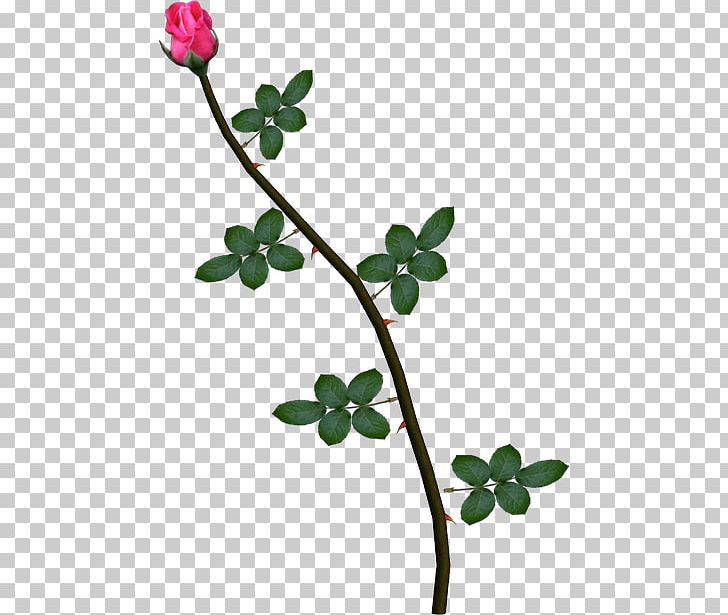 Rose Pink Plant Stem Vine PNG, Clipart, Branch, Das Productions Inc, Deviantart, Download, Flora Free PNG Download