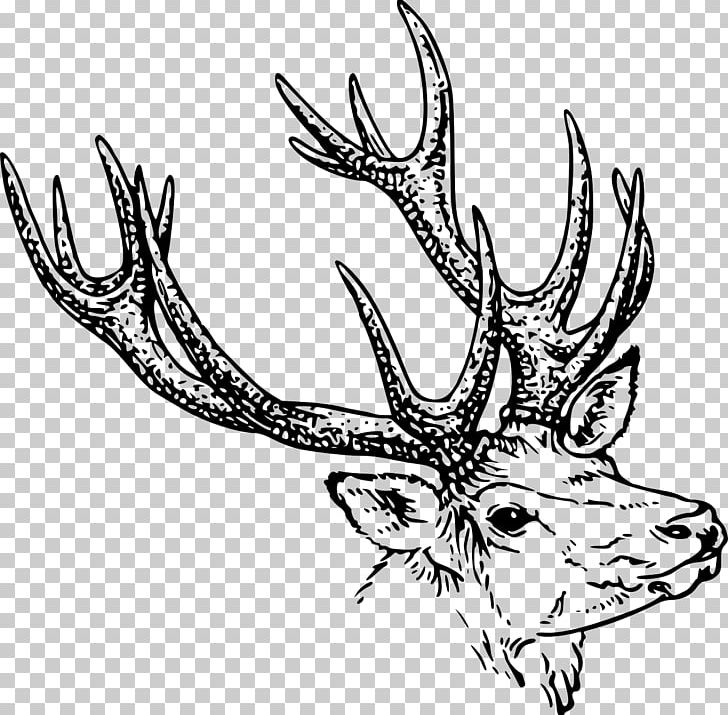 White-tailed Deer Red Deer Drawing PNG, Clipart, Animals, Antler, Artwork, Black And White, Deer Free PNG Download
