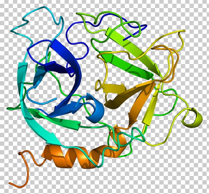 Azurocidin 1 Neutrophil Protein Elastase Heparin PNG, Clipart, Area, Art, Artwork, Azurocidin 1, Circle Free PNG Download