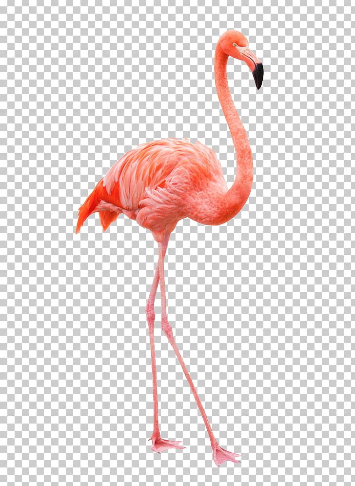 Flamingo Drawing Stock Photography PNG, Clipart, Animal, Animals, Beak, Bird, Drawing Free PNG Download