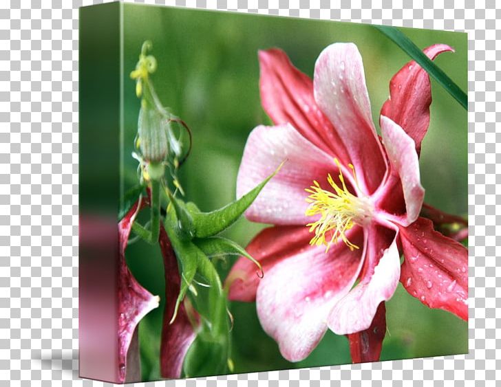 Flowering Plant PNG, Clipart, Blossom, Columbine, Flora, Flower, Flowering Plant Free PNG Download