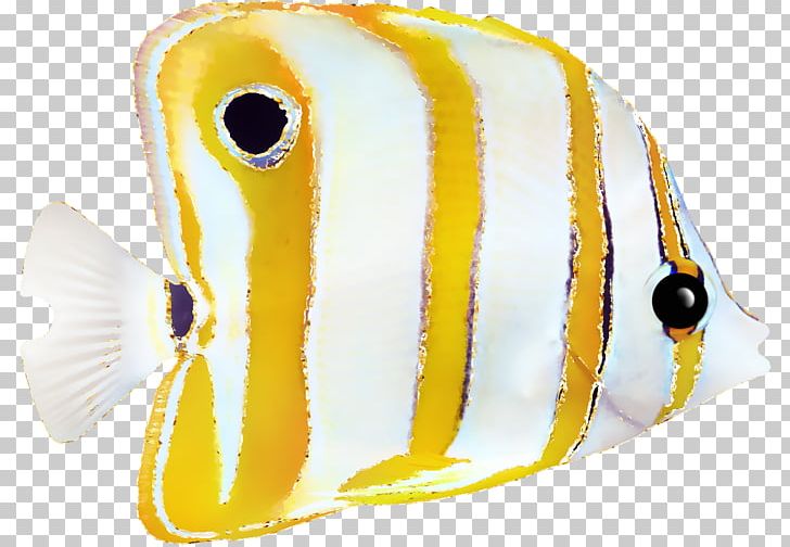 Invertebrate Beak Fish PNG, Clipart, Beak, Fish, Invertebrate, Organism, Ornamental Free PNG Download
