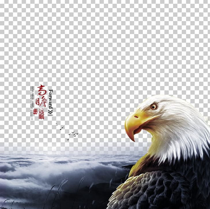 Bald Eagle High-definition Television 3D Film PNG, Clipart, 8k Resolution, Animals, Bird, Company, Computer Free PNG Download