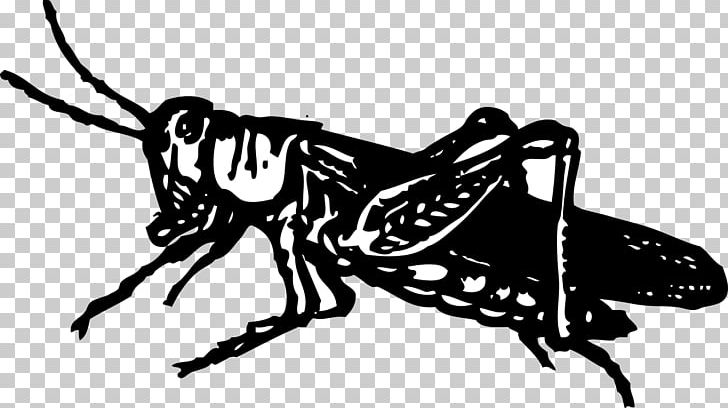 Grasshopper PNG, Clipart, Art, Arthropod, Black And White, Blog, Butterfly Free PNG Download