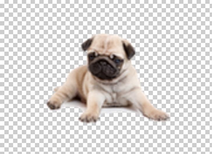 Pug Puppy Yorkshire Terrier Shih Tzu English Mastiff PNG, Clipart, Animal, Animals, Carnivoran, Cartoon Dog, Companion Dog Free PNG Download