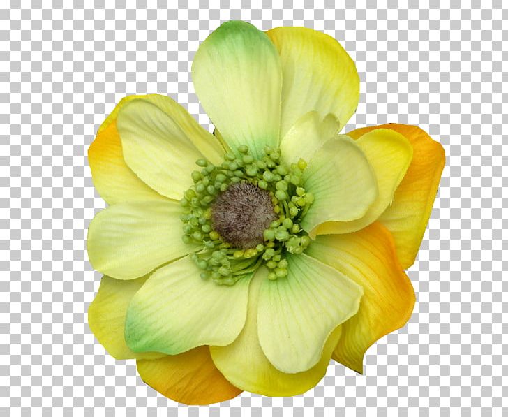 Science Wix.com Imam Cut Flowers PNG, Clipart, Anemone, Ayah, Being, Cut Flowers, Education Science Free PNG Download