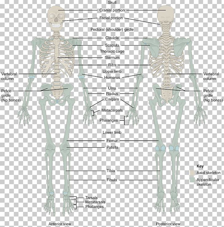 The Skeletal System Human Skeleton Human Body Bone Anatomy PNG, Clipart, Abdomen, Angle, Arm, Back, Column Free PNG Download
