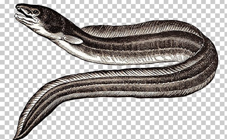 American Eel Japanese Eel Electric Eel European Eel PNG, Clipart, American Eel, Anguilla, Animals, Black And White, Conger Eel Free PNG Download