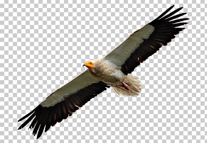 Bald Eagle Egyptian Vulture Turkey Vulture Bird Condor PNG, Clipart, Accipitridae, Accipitriformes, Animals, Bald Eagle, Beak Free PNG Download