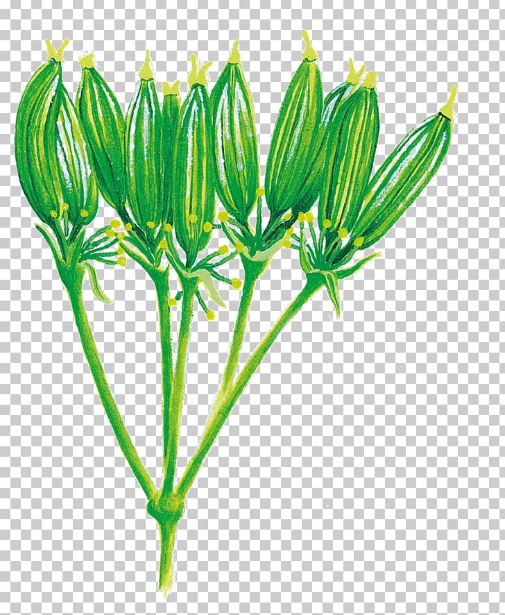 Flowering Plant Plant Stem PNG, Clipart, Flower, Flowering Plant, Grass, Musque, Nature Free PNG Download