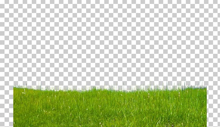 Lawn Grassland Land Lot Ecoregion Crop PNG, Clipart, Agriculture, Creative, Creative Grass, Crop, Ecoregion Free PNG Download