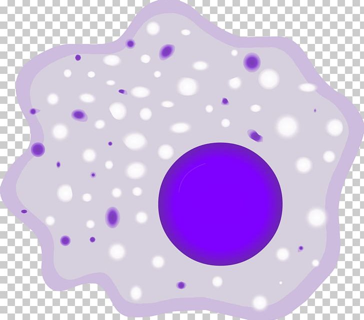 Macrophage White Blood Cell Monocyte Phagocyte PNG, Clipart, B Cell, Blood Cell, Cell, Circle, Dendritic Cell Free PNG Download