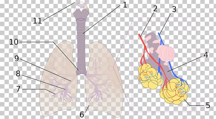 Pulmonary Alveolus Lung Bronchus Anatomy Bronchiole PNG, Clipart, Anatomy, Angle, Arm, Breathing, Bronchiole Free PNG Download