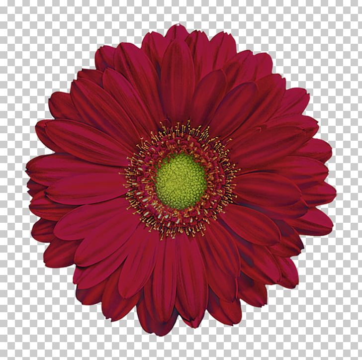 Umigame Nursery Cut Flowers Flower Bouquet Toy PNG, Clipart, Annual Plant, Barberton Daisy, Chrysanthemum, Chrysanths, Cut Flowers Free PNG Download