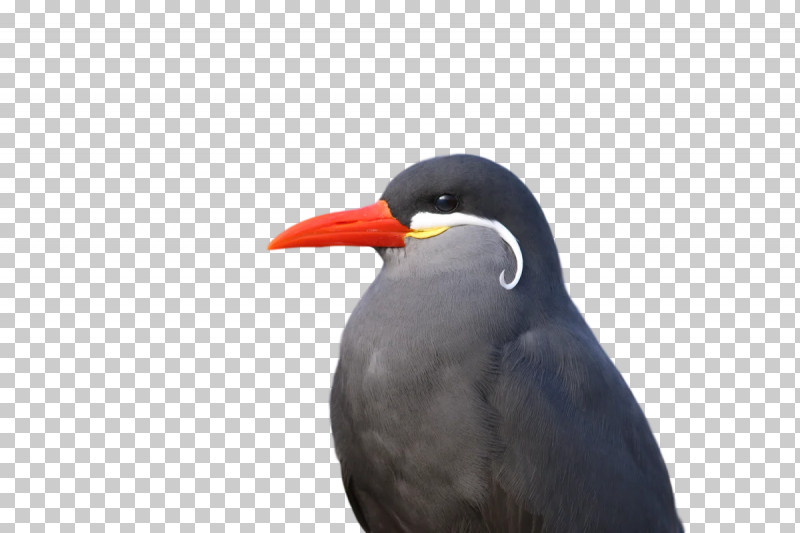 Shorebirds Beak Seabird PNG, Clipart, Beak, Seabird, Shorebirds Free PNG Download