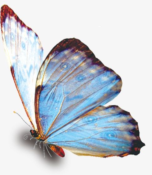 Blue Butterfly PNG, Clipart, Animal, Beautiful, Blue Clipart, Butterfly, Butterfly Clipart Free PNG Download