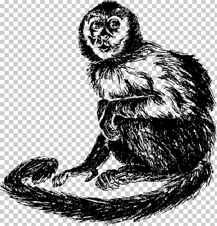 Cat Capuchin Monkey South America Drawing PNG, Clipart, Animal, Animals, Beak, Bird, Black And White Free PNG Download