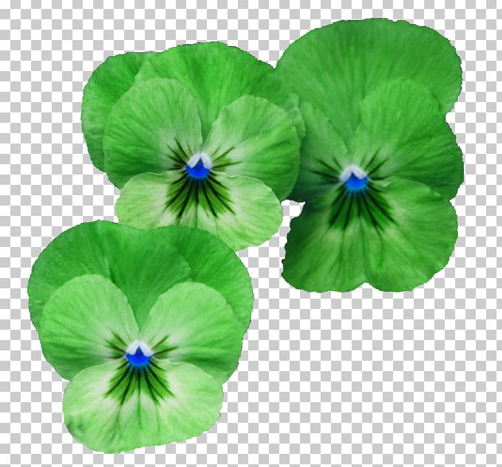 Flower PNG, Clipart, Annual Plant, Blue, Color, Designer, Desktop Wallpaper Free PNG Download