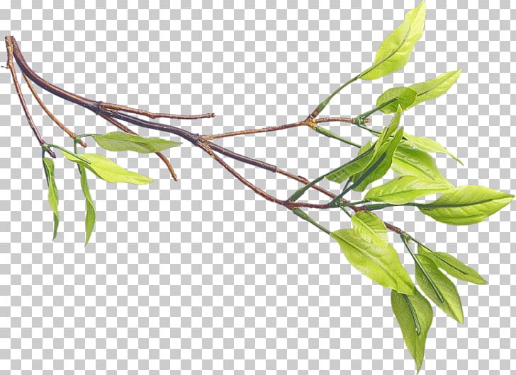 Green Tea Leaf Cloud PNG, Clipart, Autumn Leaves, Branch, Bud, Cloud, Encapsulated Postscript Free PNG Download