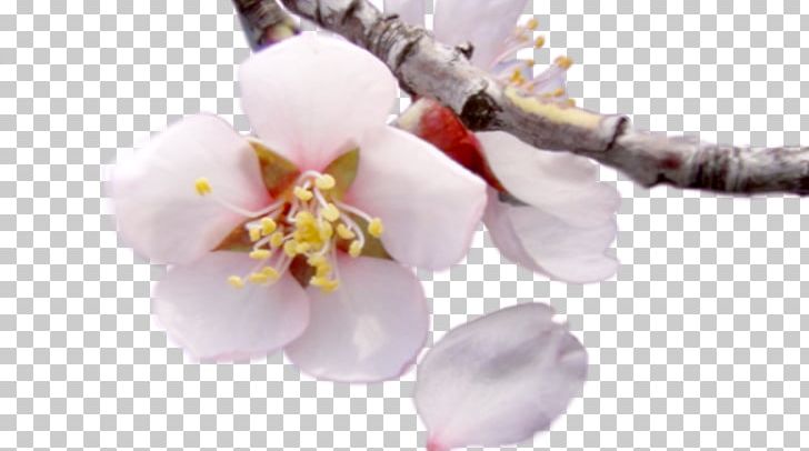Moth Orchids Cherry Blossom Cut Flowers Petal PNG, Clipart, Almond, Almond Blossom, Blossom, Branch, Cherry Free PNG Download
