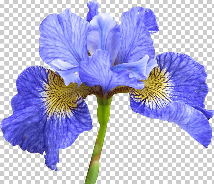 Northern Blue Flag בריכת נוי Pond Swimming Pool מים שקטים PNG, Clipart, Ecology, Flower, Flowering Plant, Fresh Flowers, Iris Free PNG Download