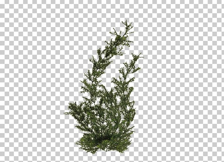 Plant Tree PNG, Clipart, Appbreeze, Beach, Branch, Computer Icons, Evergreen Free PNG Download