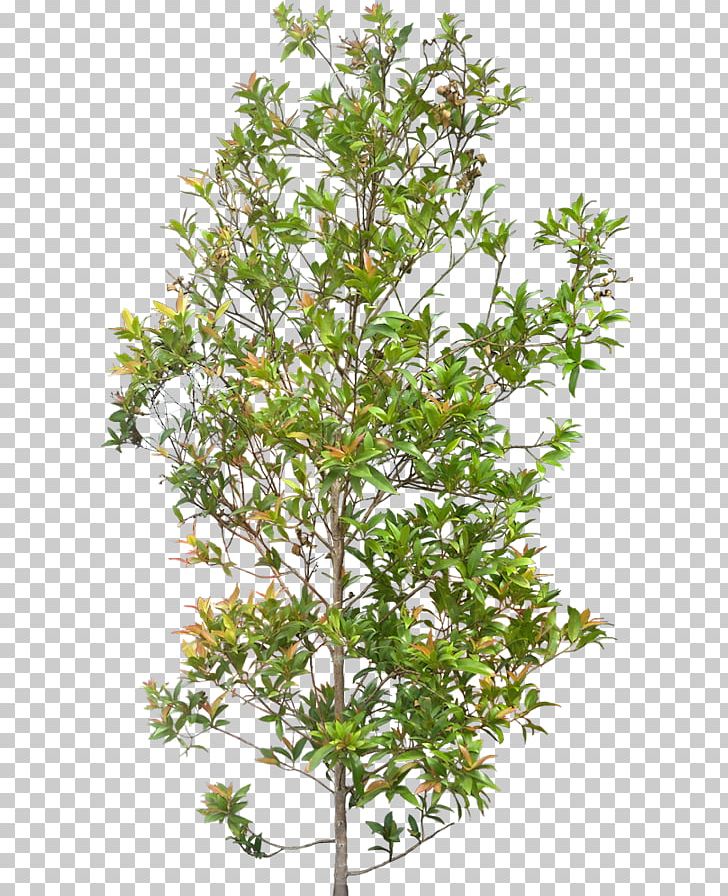 Syzygium Paniculatum Plant Shrub Tree PNG, Clipart, Branch, Eugenia, Evergreen, Flowering Plant, Food Drinks Free PNG Download