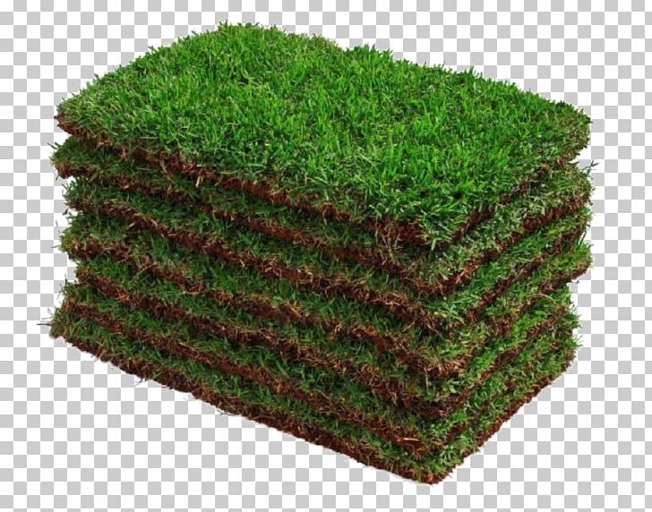 Zoysia Japonica Sowing Square Meter Price Seed PNG, Clipart, Estoque, Floriculture, Gram, Grass, Grasses Free PNG Download