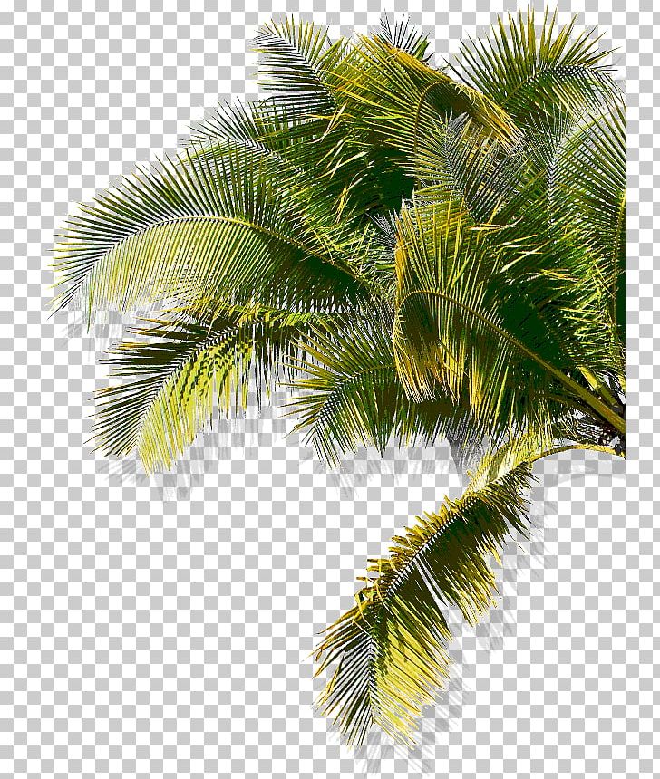 Asian Palmyra Palm Babassu Oil Palms Coconut Date Palm PNG, Clipart, Arecaceae, Arecales, Asian Palmyra Palm, Attalea, Attalea Speciosa Free PNG Download