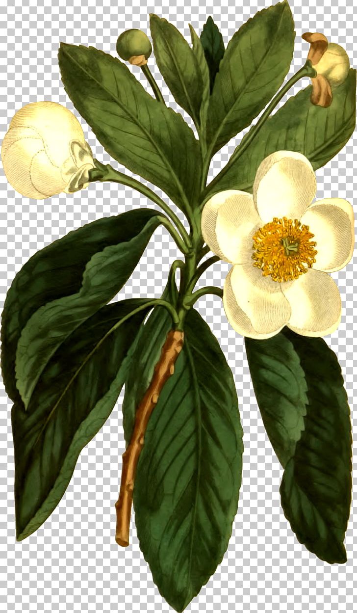 Botany Loblolly Bay Botanical Illustration Curtis's Botanical Magazine Flower PNG, Clipart,  Free PNG Download