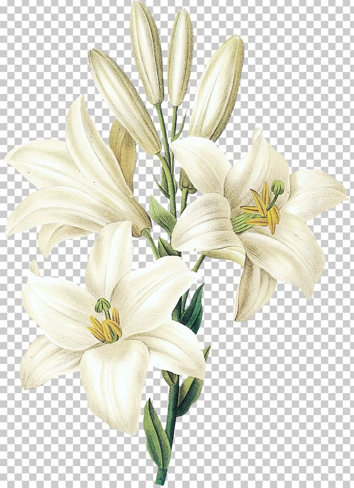 Lilium Candidum Printmaking Botany Botanical Illustration Illustration PNG, Clipart, Artificial Flower, Artist, Cic, Flower, Flower Arranging Free PNG Download