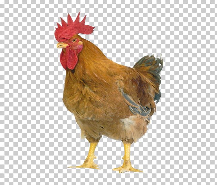 Plymouth Rock Chicken Buckeye Chicken Broiler Lohmann Brown Sussex Chicken PNG, Clipart, Animals, Australorp, Bird, Chicken, Cornish Chicken Free PNG Download