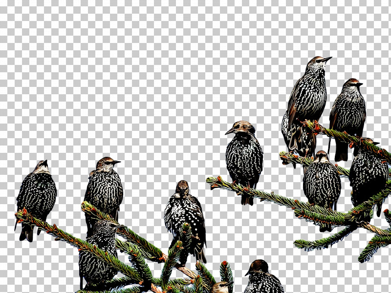 Birds Common Buzzard Eagle Falcon Bald Eagle PNG, Clipart, Bald Eagle, Beak, Birds, Buzzard, Cartoon Free PNG Download