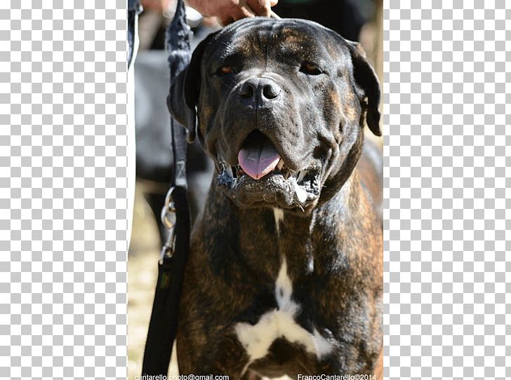 Dog Breed Cane Corso Bandog Presa Canario Boerboel PNG, Clipart, Alapaha Blue Blood Bulldog, Bandog, Boerboel, Breed, Bulldog Free PNG Download