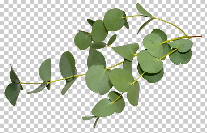 Gum Trees Stock Photography Eucalyptus Oil Leaf Eucalyptus Dives PNG, Clipart, Branch, Essential Oil, Eucalyptus Dives, Eucalyptus Oil, Eucalyptus Piperita Free PNG Download
