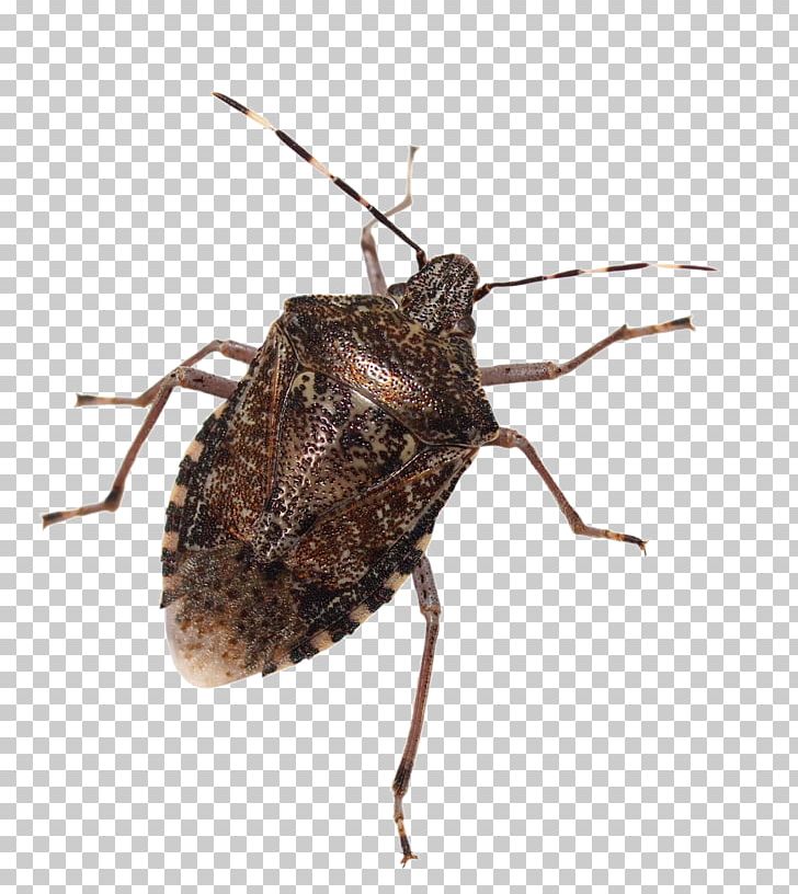 Insect Brown Marmorated Stink Bug True Bugs Stock Photography PNG, Clipart,  Free PNG Download