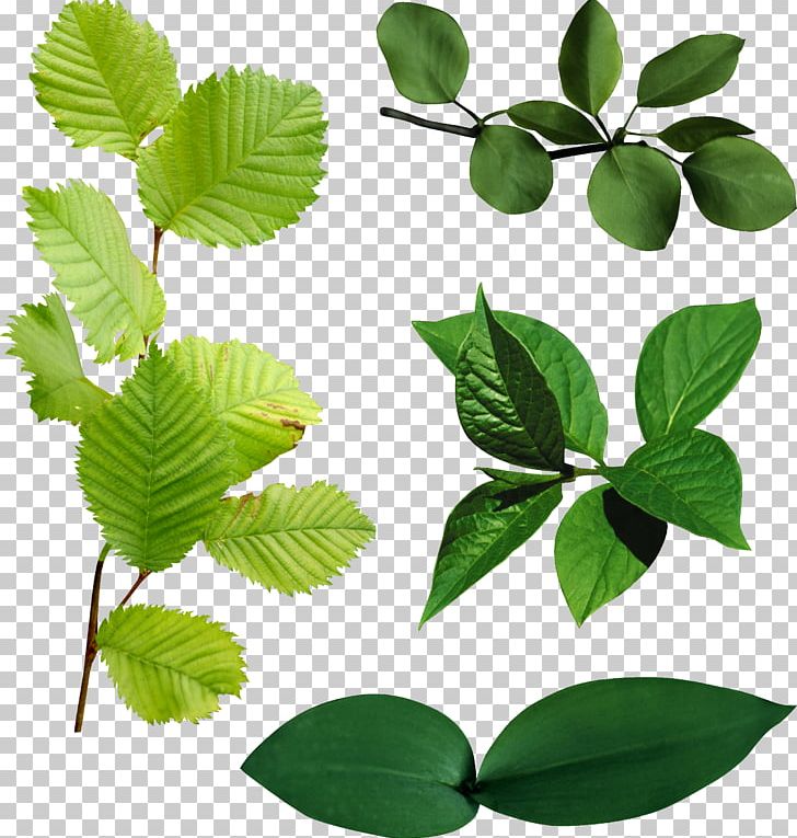 Leaf PNG, Clipart, Branch, Clip Art, Garden Roses, Google Images, Leaf Free PNG Download