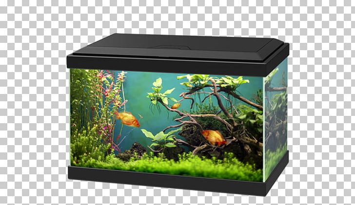 Aquariums Goldfish Fishkeeping Ciano Aqua PNG, Clipart, Aqua, Aqua Fish, Aquarium, Aquarium Decor, Aquarium Filters Free PNG Download