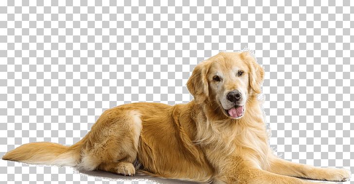 Golden Retriever Labrador Retriever Flat-Coated Retriever Puppy Chesapeake Bay Retriever PNG, Clipart, Animal, Animals, Carnivoran, Companion Dog, Dog Free PNG Download