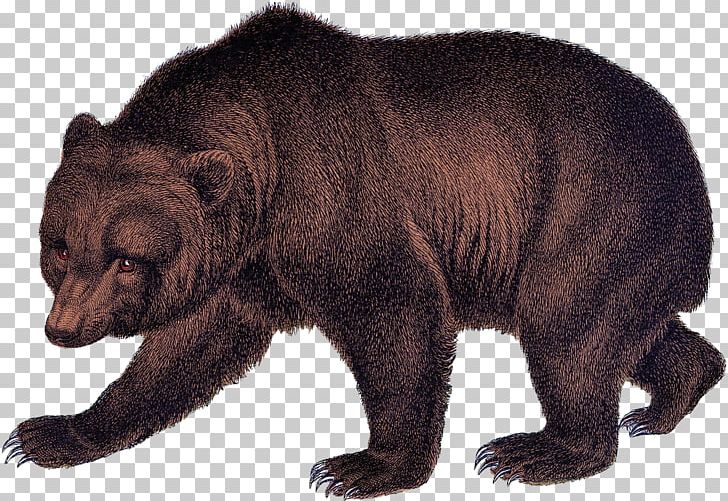 Grizzly Bear American Black Bear Brown Bear Fur PNG, Clipart, American Black Bear, Animal, Bear, Brown Bear, Carnivoran Free PNG Download