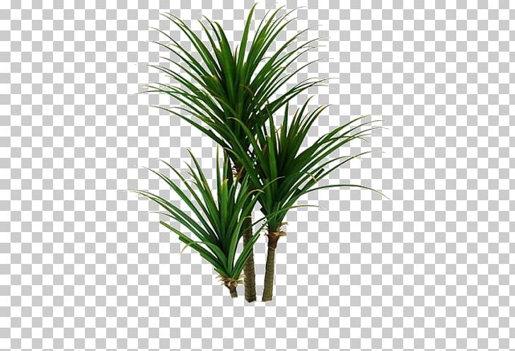 Houseplant Arecaceae Spineless Yucca Plant Stem PNG, Clipart, Arecaceae, Arecales, Brush, Cutting, Evergreen Free PNG Download
