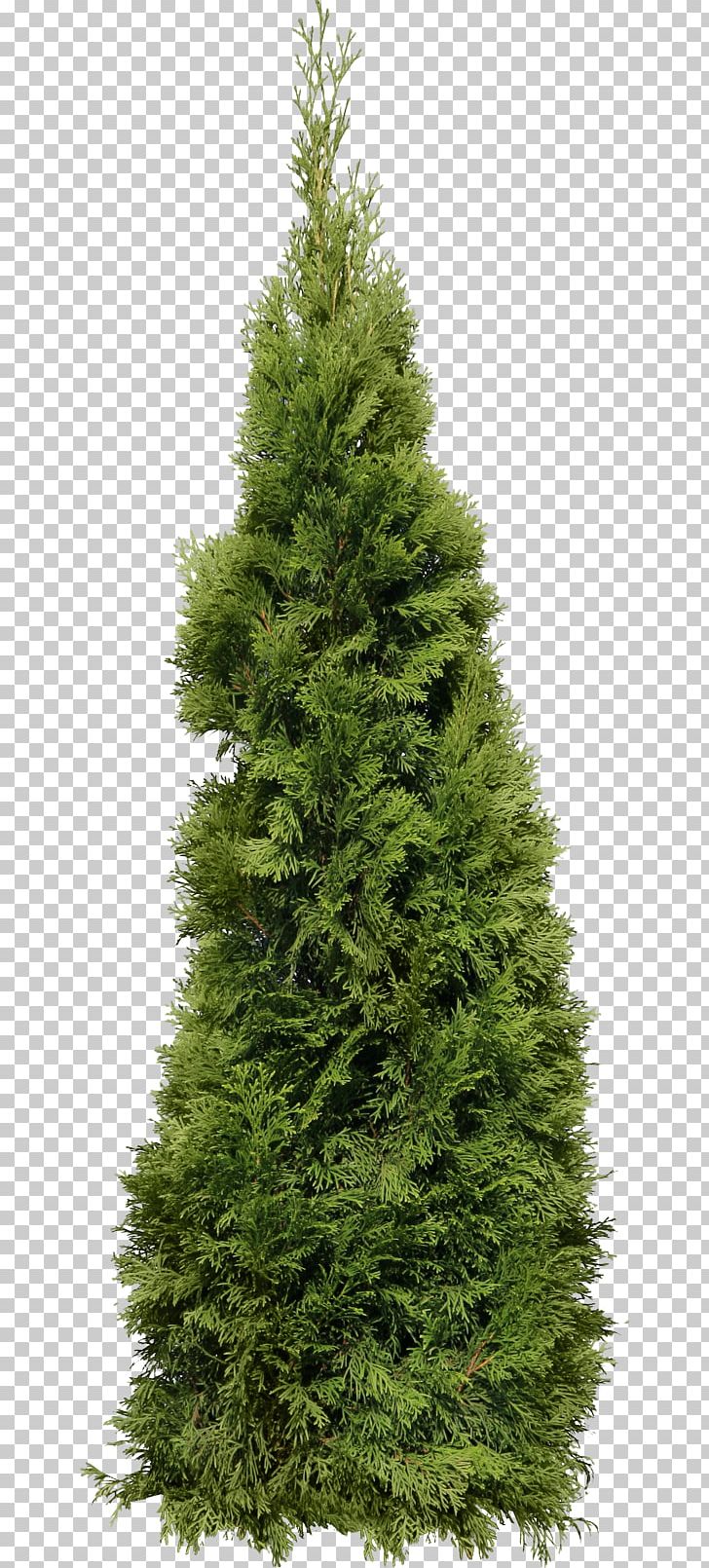 Portable Network Graphics Tree Fir Mediterranean Cypress PNG, Clipart, Bald Cypress, Biome, Christmas Decoration, Christmas Tree, Conifer Free PNG Download