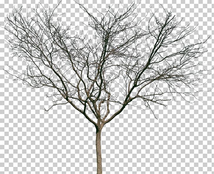 Tree Woody Plant Shrub Twig PNG, Clipart, Branch, Bushes, Elm, Forest, Leaf Free PNG Download