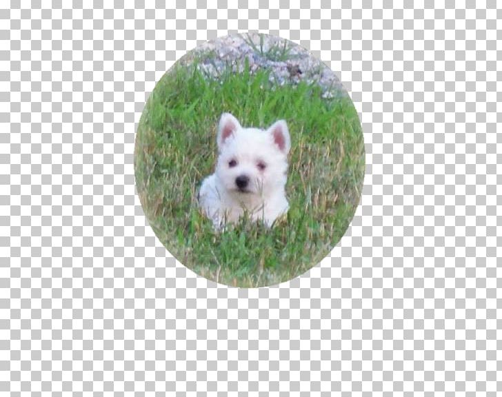West Highland White Terrier Maltese Dog Puppy Dog Breed PNG, Clipart, Acre, Arrowhead, Breed, Breeder, Carnivoran Free PNG Download