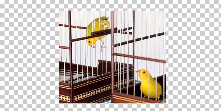 Atlantic Canary Saffron Finch Birdcage Pet PNG, Clipart, Atlantic Canary, Bird, Birdcage, Cage, Egg Free PNG Download