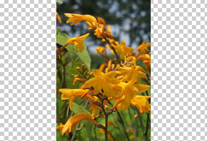 Montbretia Wildflower Coppertips PNG, Clipart, Coppertips, Flora, Flower, Flowering Plant, Iris Family Free PNG Download