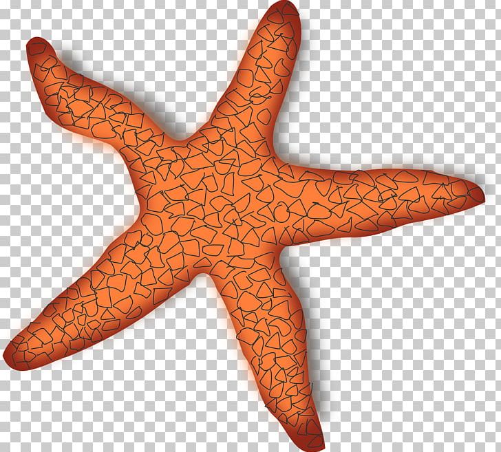 A Sea Star Starfish PNG, Clipart, Animal, Animals, Cuteness, Download, Echinoderm Free PNG Download